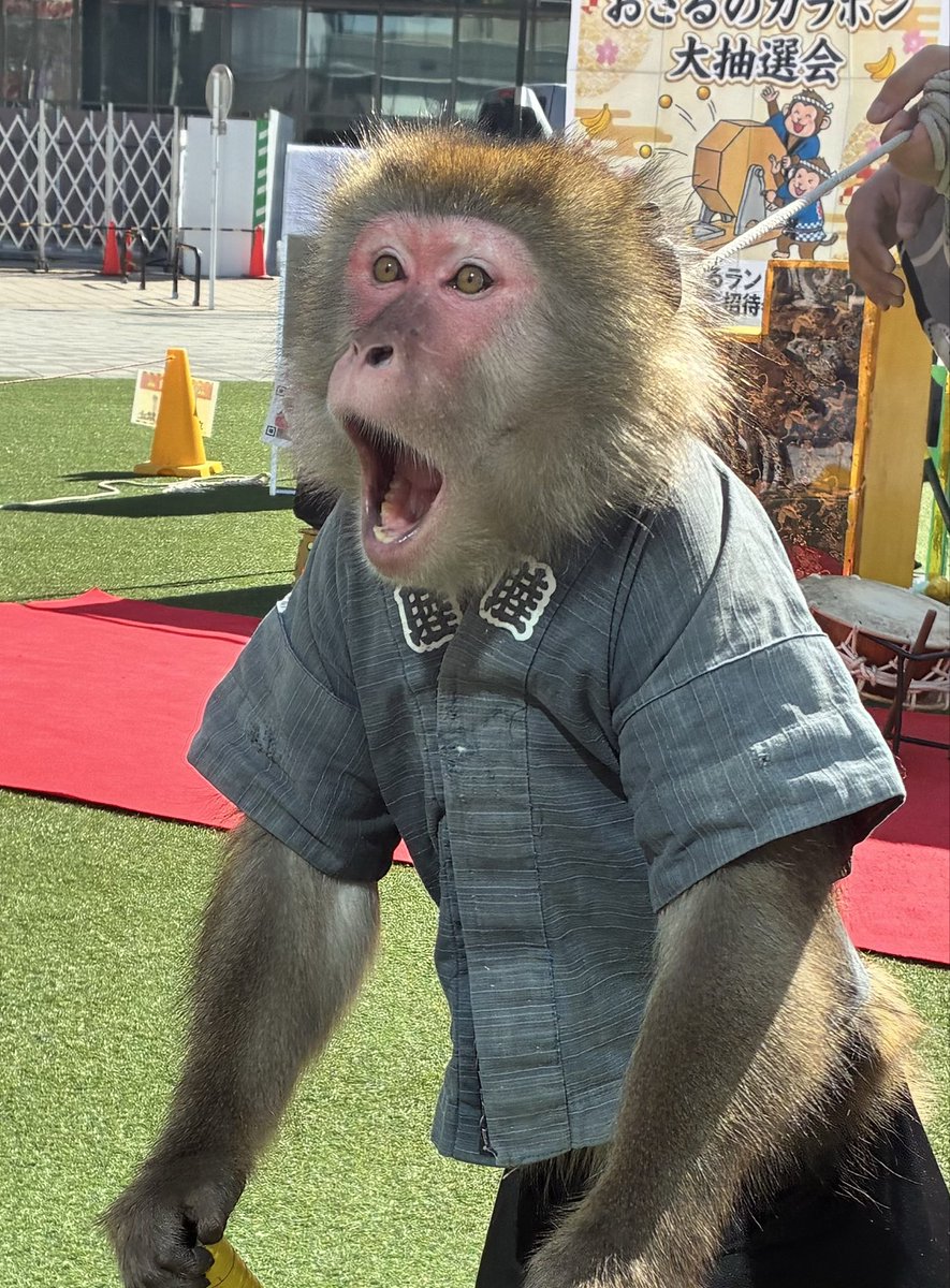 遅くなりましたが参加しております。 お猿さんも見れます！ #八展2026