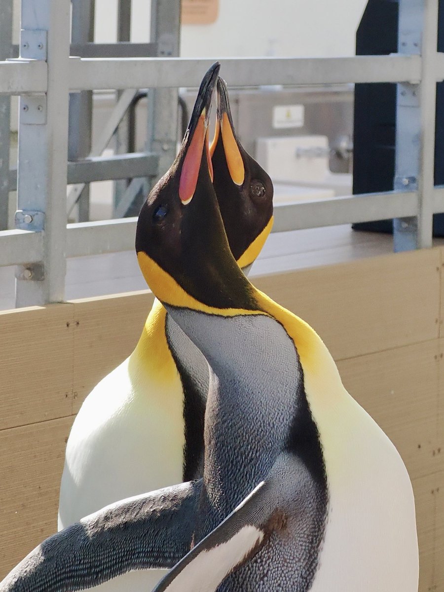 交差するキング #オウサマペンギン #仙台うみの杜水族館