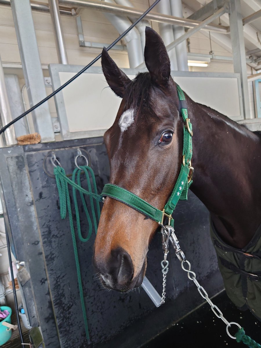 シトリン (@PKjvz) / Posts / X