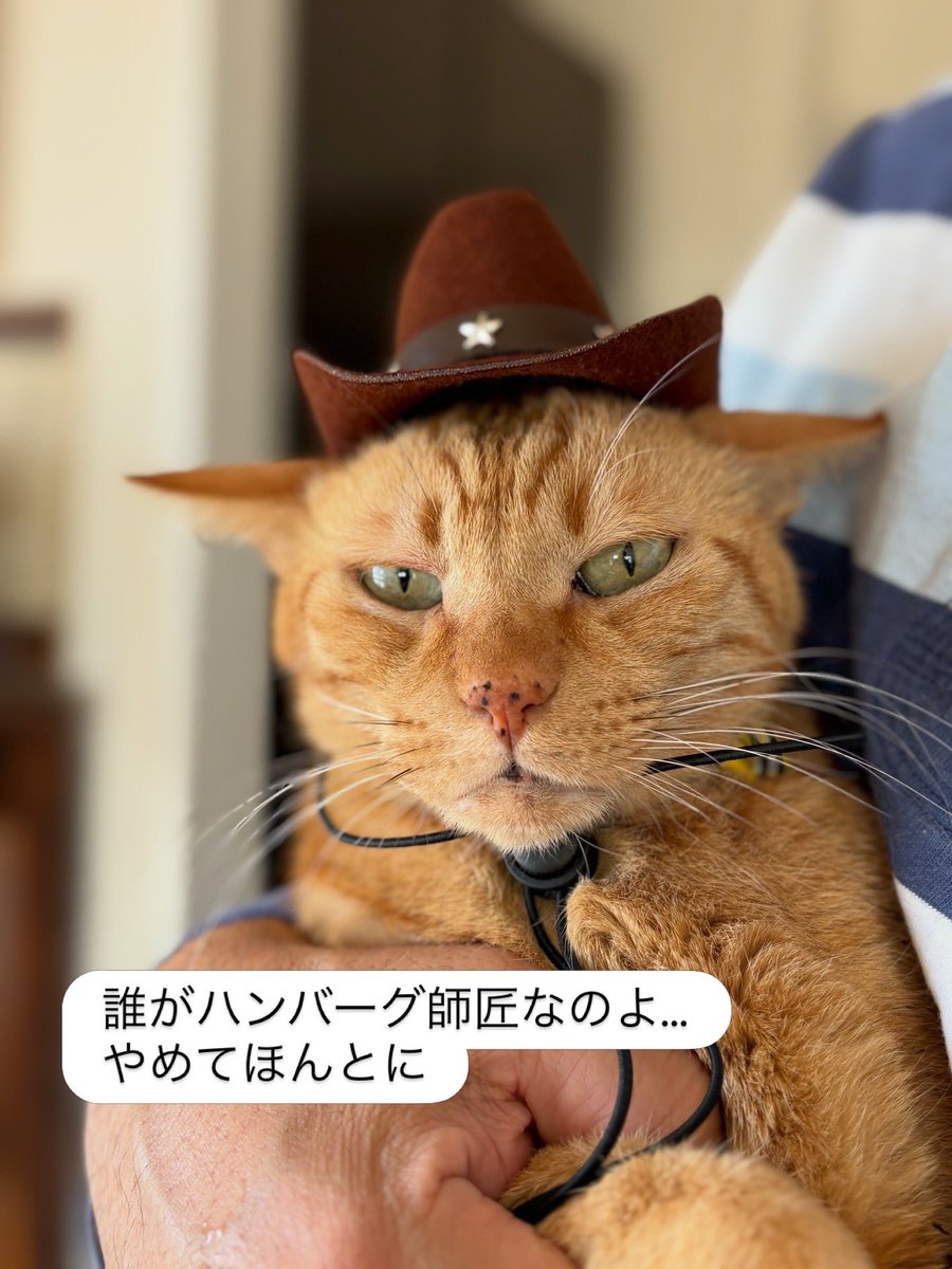 2026年猫の日 猫のみなさま、いつも人間に幸せをありがとう これからも