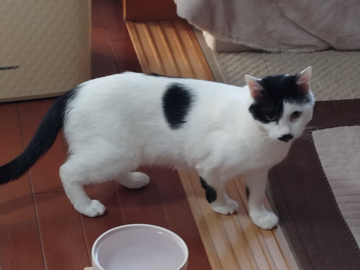 猫🐱の日だから。。。家の猫🐱🎵 #猫の日