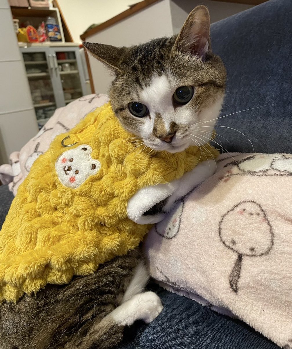 👑 Yuzuki / ゆづき 👑@C107 東A 13b (@yuzuyu7cat) / Posts / X