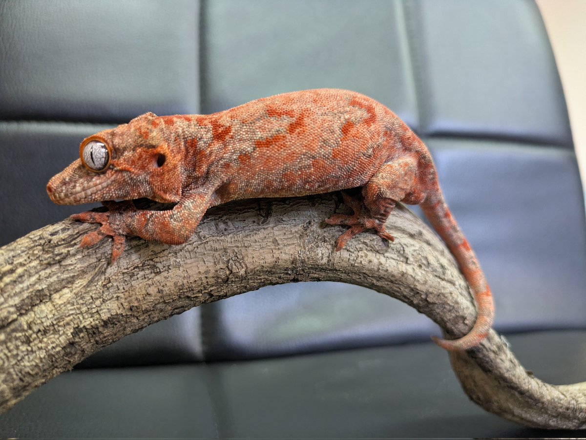 ももれおん😺 (@momoleon2357) / Posts / X