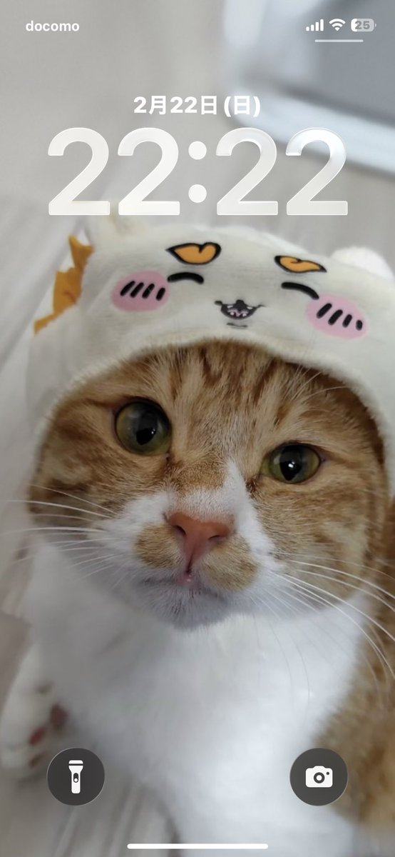 2月22日ネコの日にちなんで C/2022 N2 (パンスターズ彗星)を撮影しま