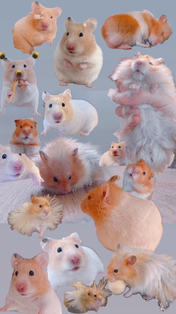 ハムちゃん🐹 (@nagihagiyubeshi) on X