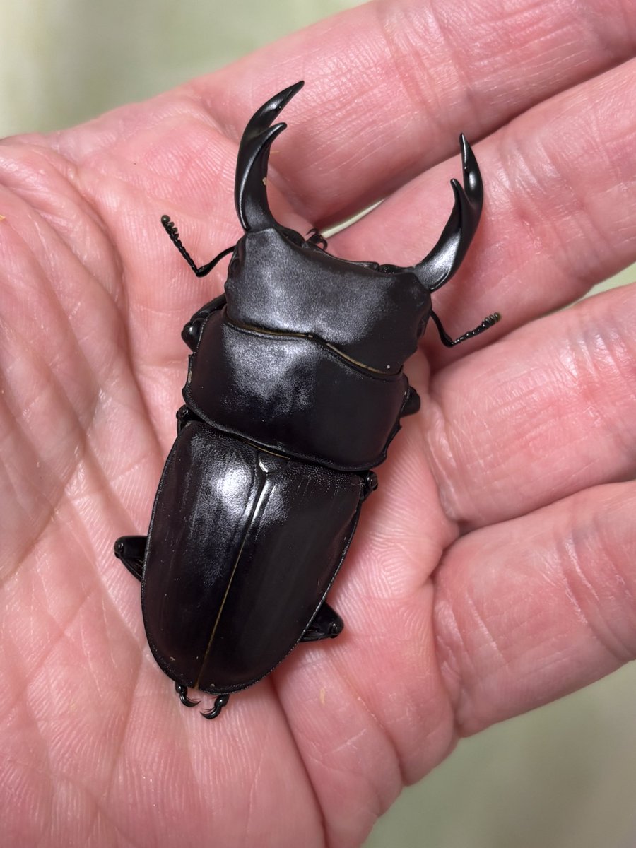 オオクワガタ販売・オオクワフィールド (@ookuwafield) / Posts / X