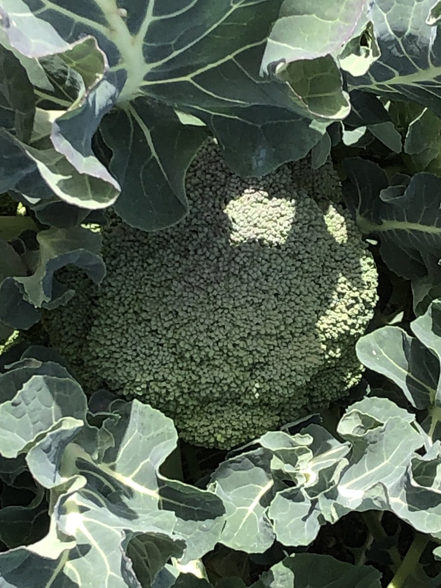 ヨッシー (@AOGSDkw5Qmr1X51) / Posts / X