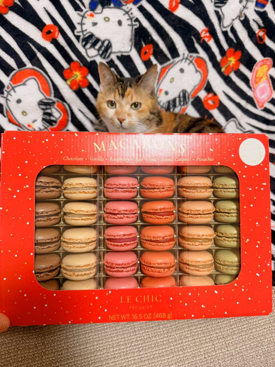 あめちゃん🐱 (@cocoakumikoda) / Posts / X