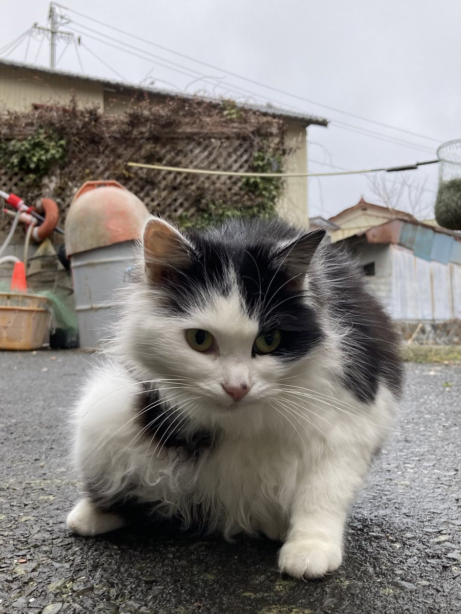 今夕の #仁斗田地区 #ポンプ置場 ホクちゃんとハル😸 昨日会えなかった