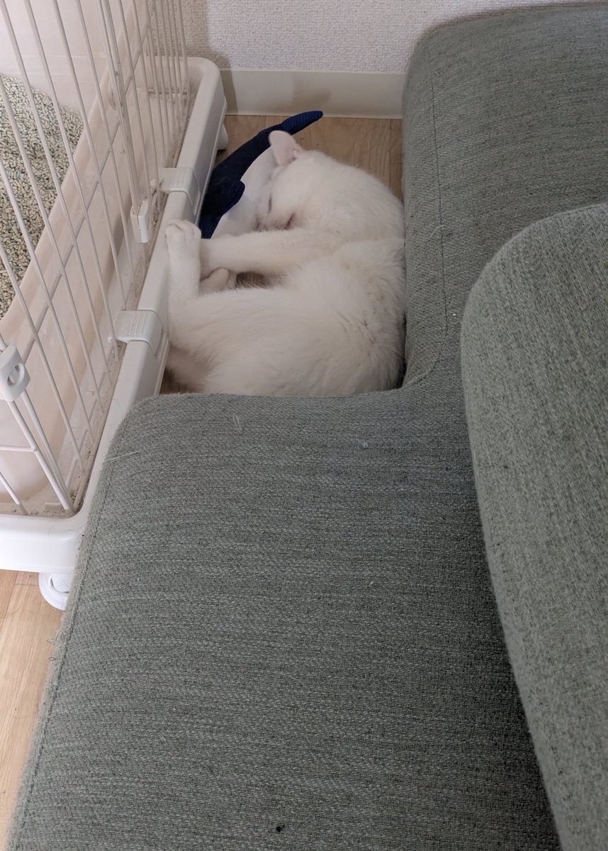 気づけば生後6ヶ月🐱2.7キロ💪 とろのときより軽い🙀軽すぎる！笑