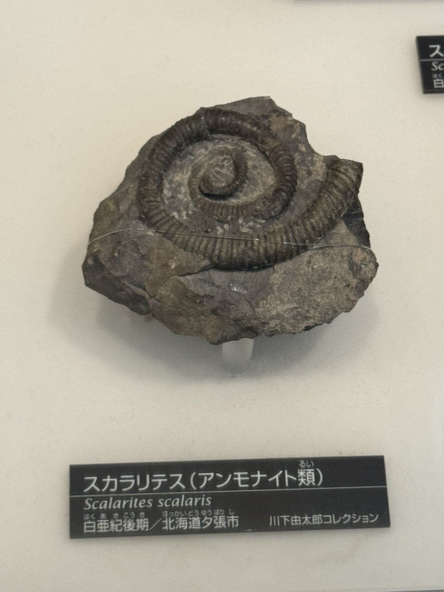 ニッポニテス (@Nipponites_) / Posts / X