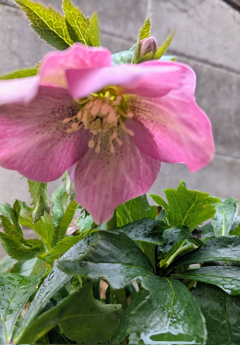 何年か前に苗を植えたけど 全く花がつかず諦めていた クリスマスローズ