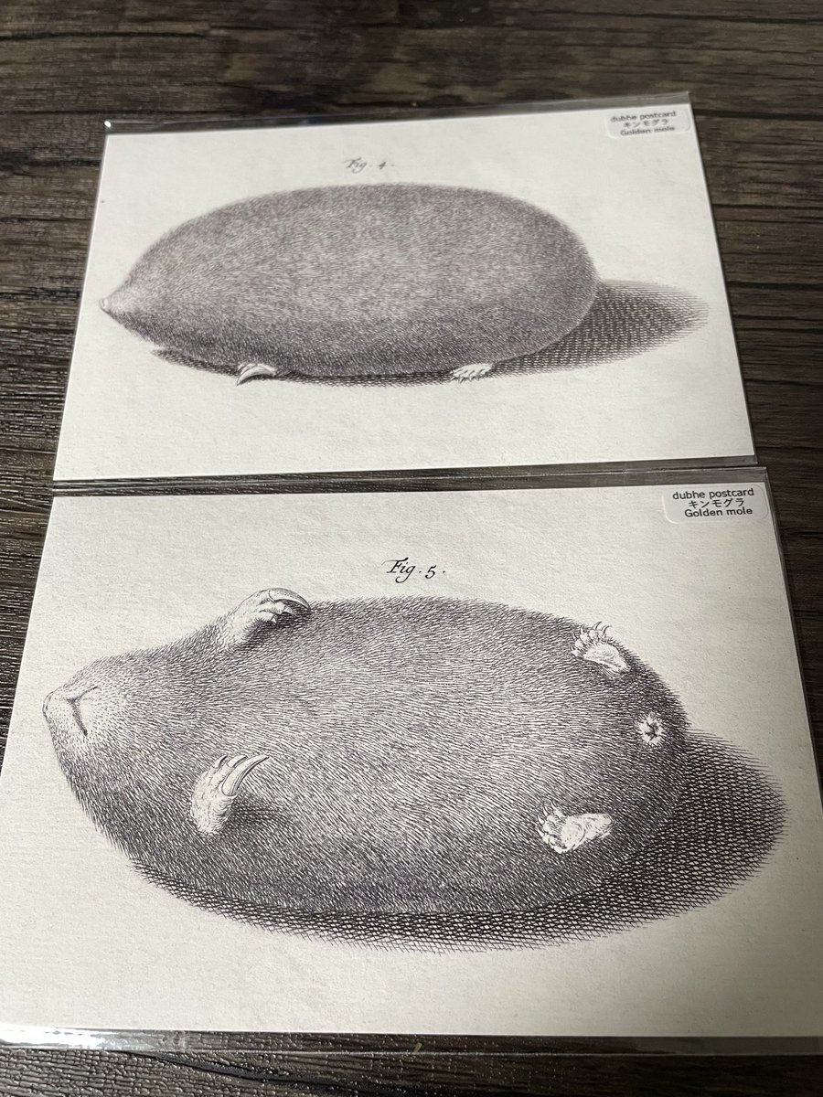 かわいさに抗えず購入してしまったキンモグラのポストカード 芋かと