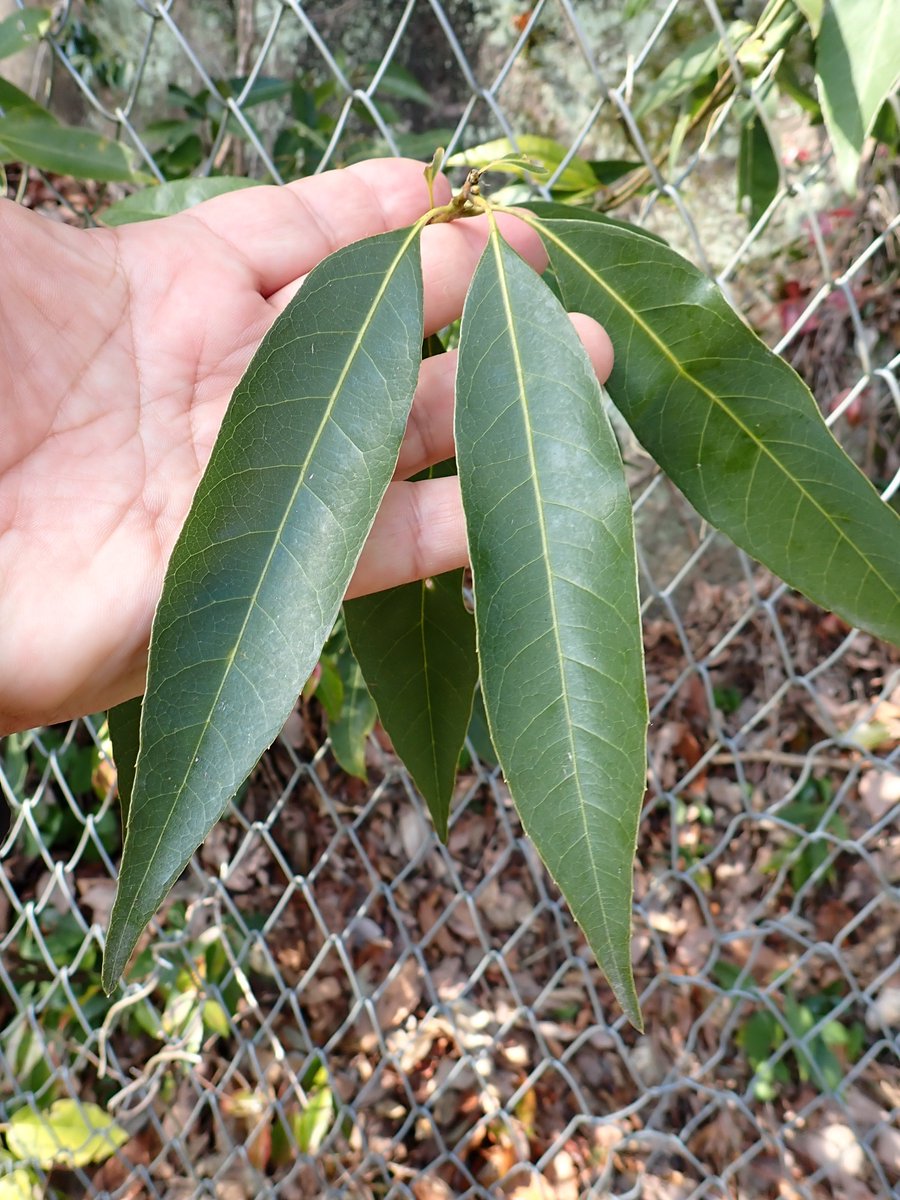 ロロ (@tricolororo) / Posts / X