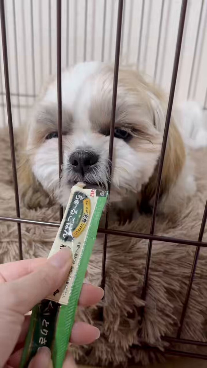 イルはシーズー (@Iru_Shih_Tzu) / Posts / X