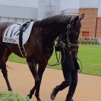 うっちー (@utchie_horse) / Posts / X