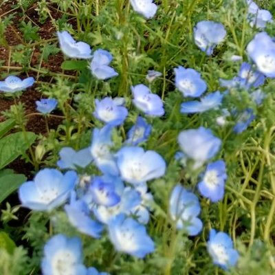 🌻ひまわり🌻 (@himawari56757) / Posts / X