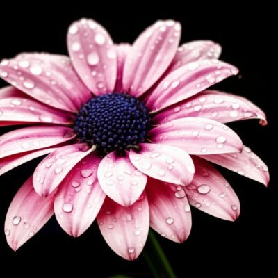 Stray Kidsのトレカ8枚コンプ5セット売ってるで！会場限定品やし、欲し