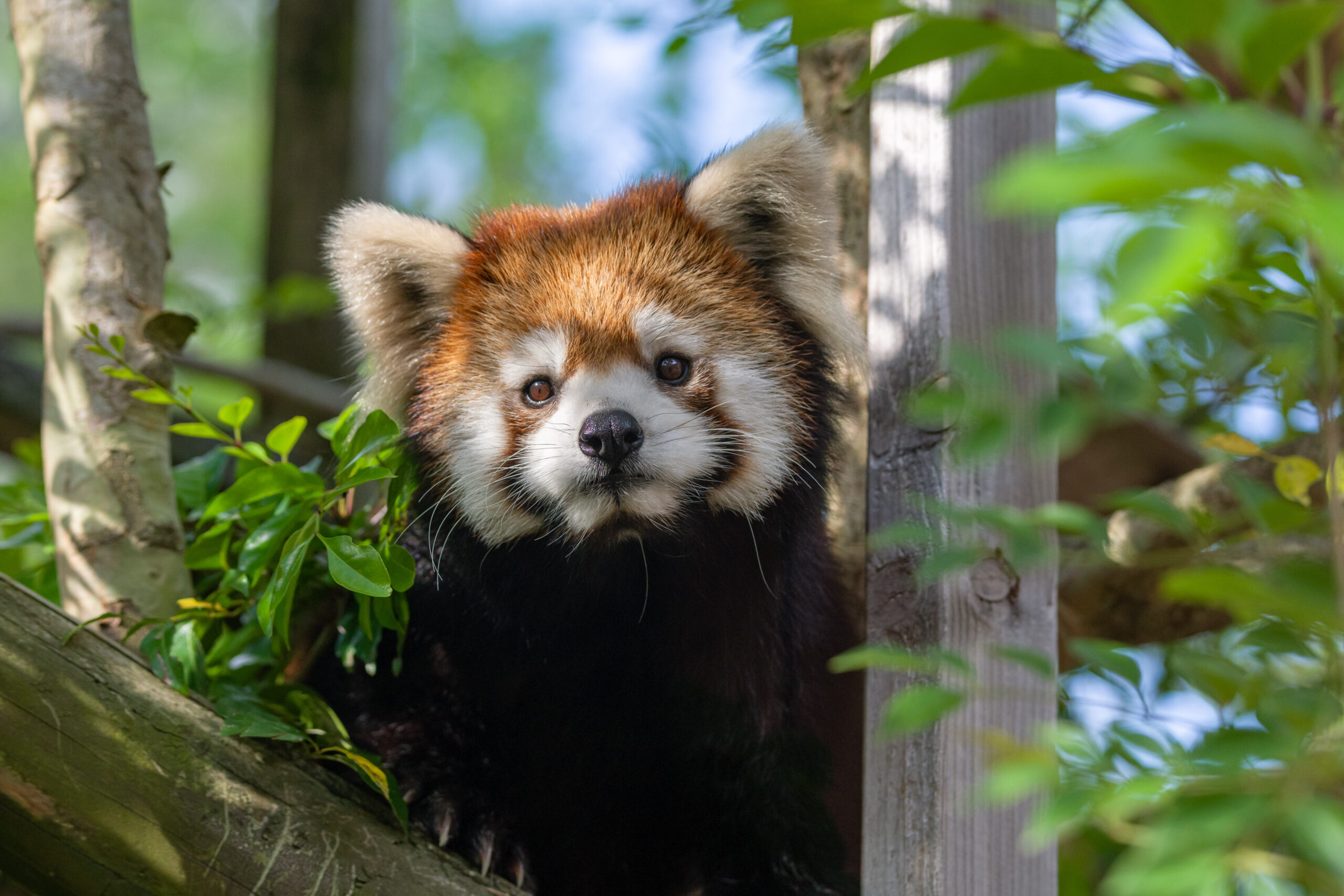 動物園撮影におけるK-3 Mark III | PENTAX official