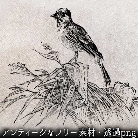 鳥のイラスト3 | ペン画のフリー素材・アンティークなイラストはPenga