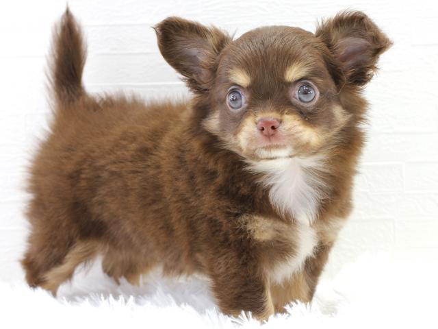 チワワ チョコタン ロングヘアー - 子犬や子猫たちのペット販売情報が