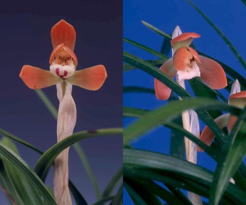 日本春蘭「舞妓」「紅寿丸」 No．11 : 東洋蘭 花図鑑 東洋蘭 日本