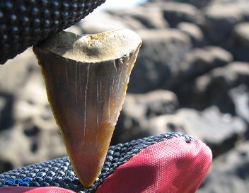 サメの歯 : ハナイカダの海辺の一歩