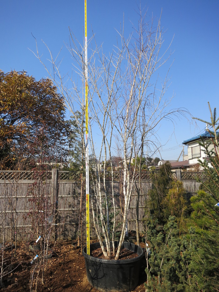 503 山採り アオダモ コバノガマズミ 混合株 503 山採り アオダモ
