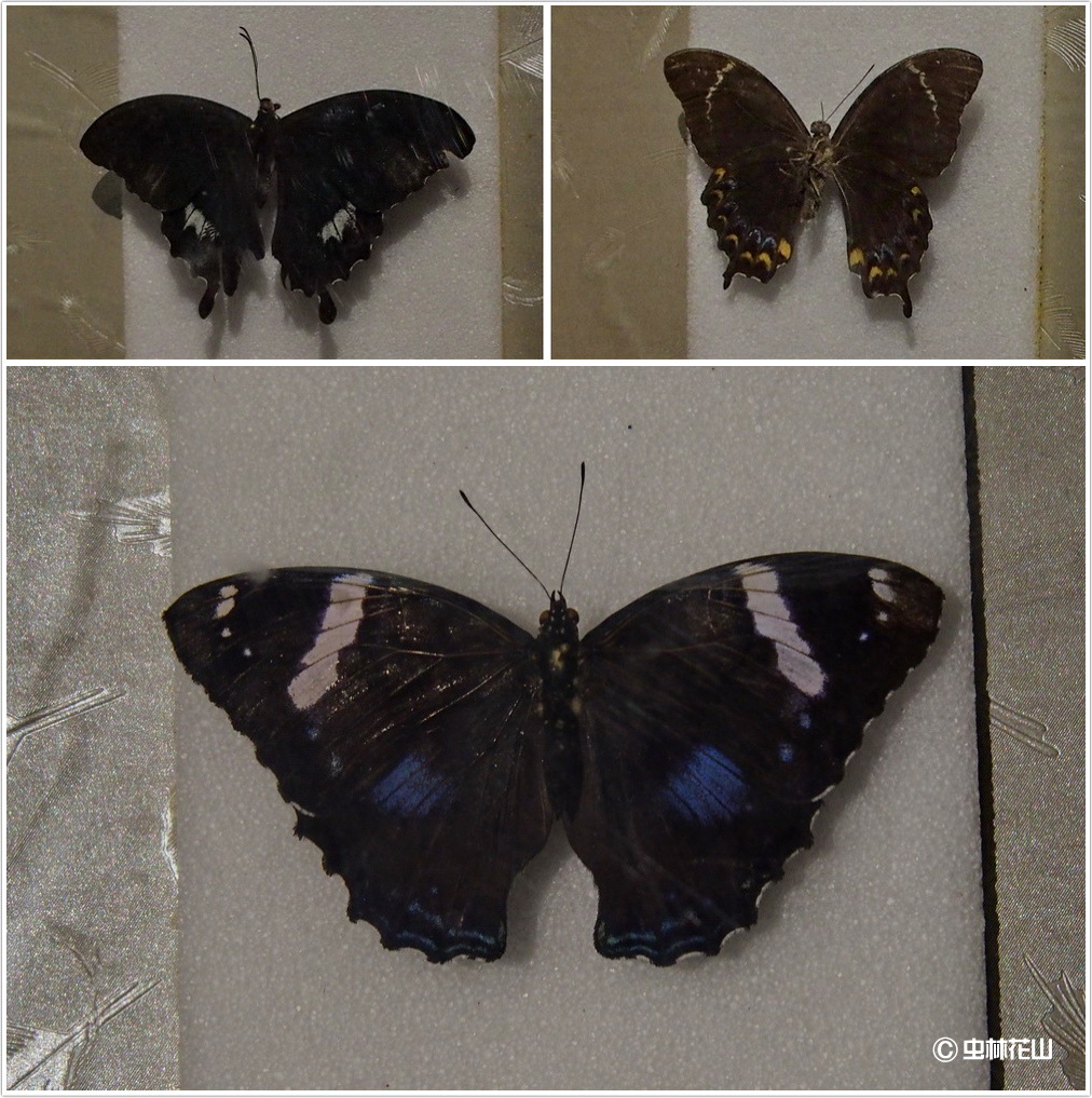 20150507 フィジー共和国の散歩道：怪物フィジーオオウスバカミキリ