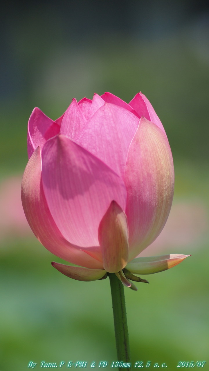 CANON FD 135mm f2.5 S.C. ＆ E-PM1 : お山な日々・・・時々町