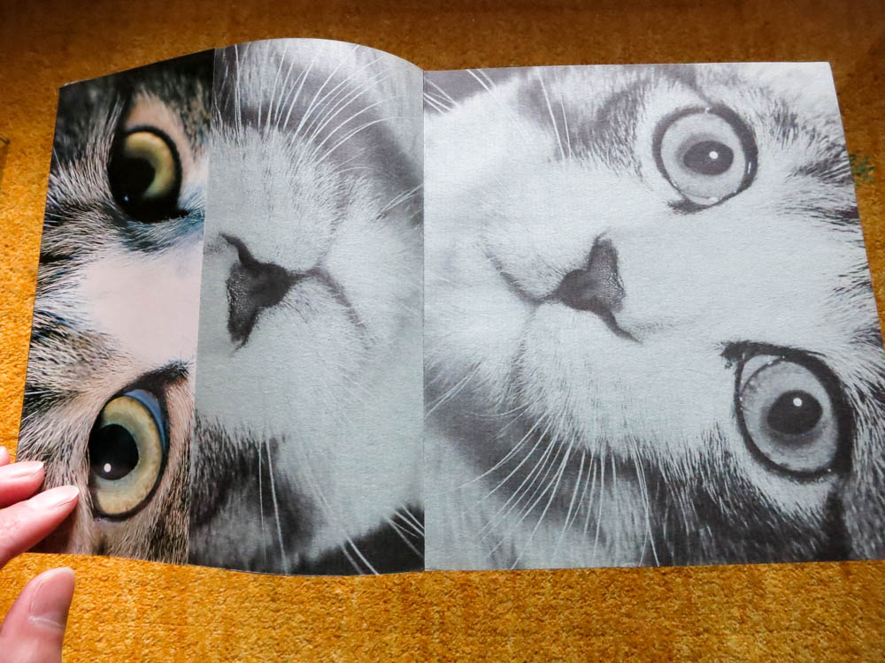 深瀬昌久 Masahisa Fukase 「サスケ!! いとしき猫よ Sasuke!! Dear my