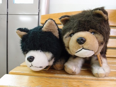 タロとジロ : アーシャとfumiの毎日