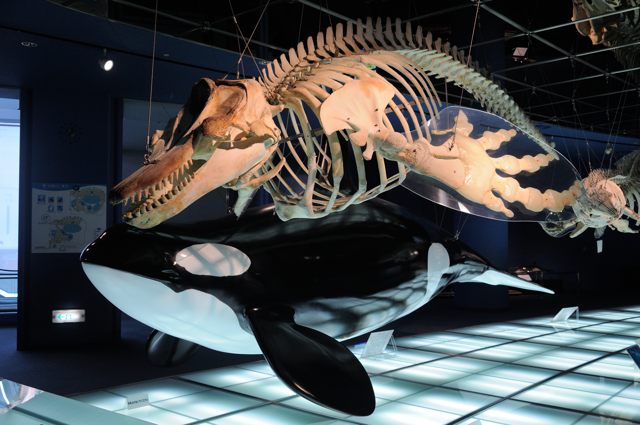 クジラ類の骨格の構造とは : 蜜蜂的写真日記