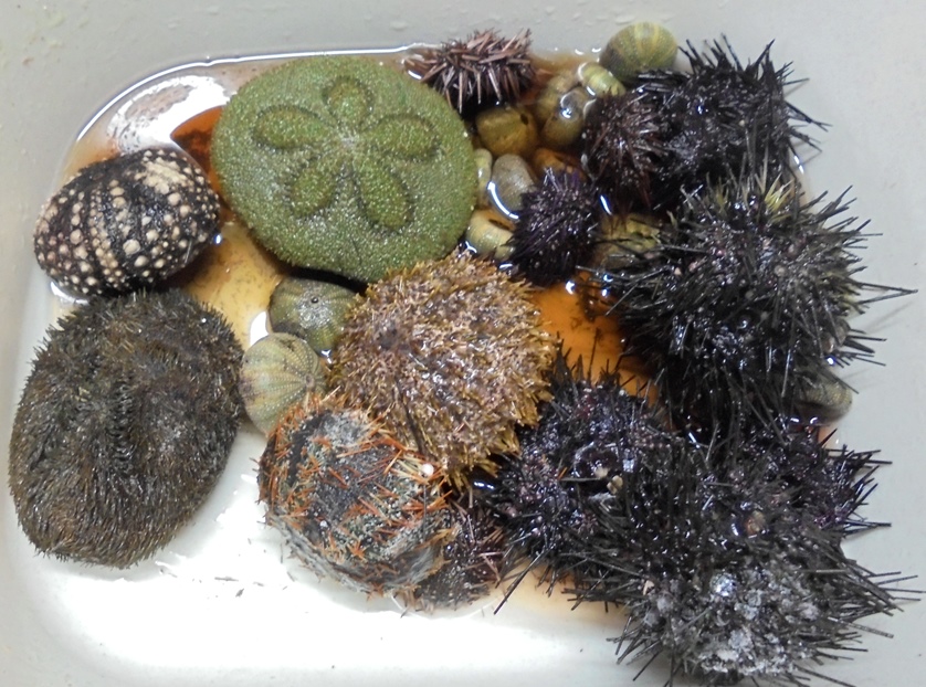 ティーダナガウニモドキ有棘標本ウニ殻
