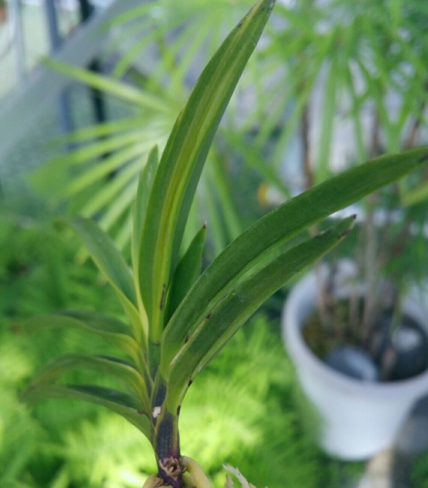 亀谷金牡丹縞 : □ サムライ オーキッド □ 富貴蘭 セレクトショップ