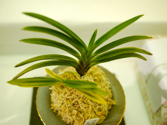 クオリティーの高い秀作 : □ サムライ オーキッド □ 富貴蘭 セレクト