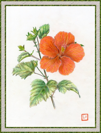 幸せの黄色いハイビスカス(色鉛筆画) 幸せの黄色いハイビスカス(色鉛筆