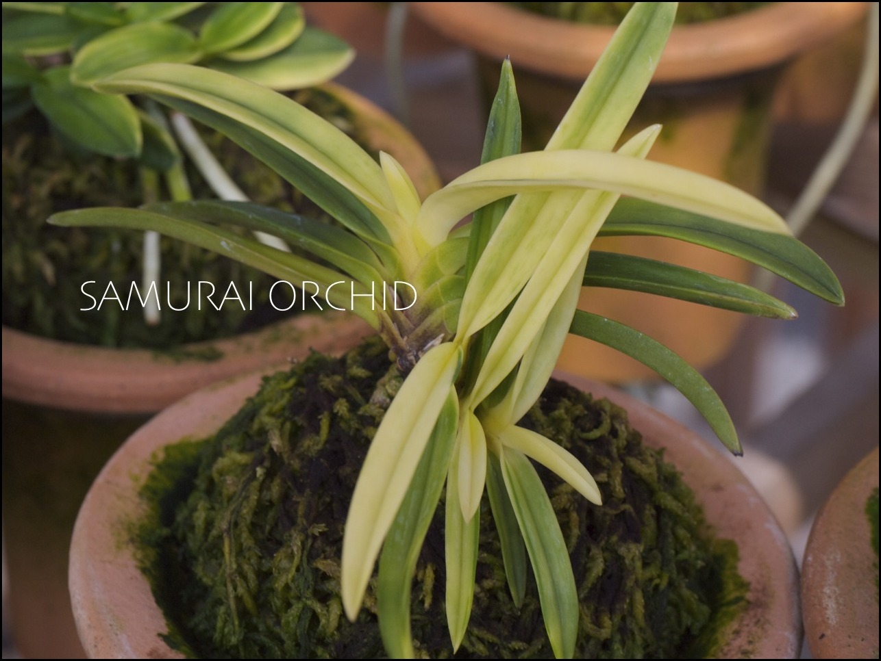 ◇ 真砂系 白牡丹 ◇ : □ サムライ オーキッド □ 富貴蘭 セレクト