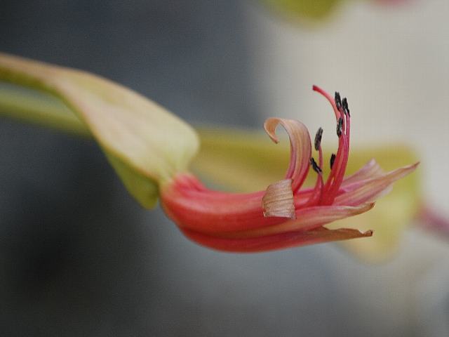 ブルンスビギア・オリエンタリス : 花の仲間調べ