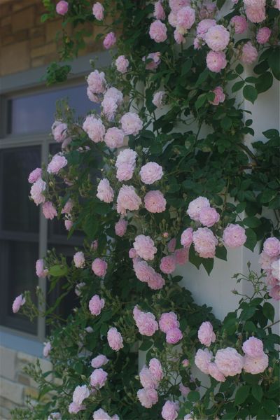 私の Laure Davoust は・・・ : ROSE DECO