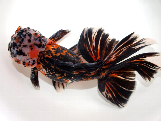 金魚 新入荷 : 大森町水族館