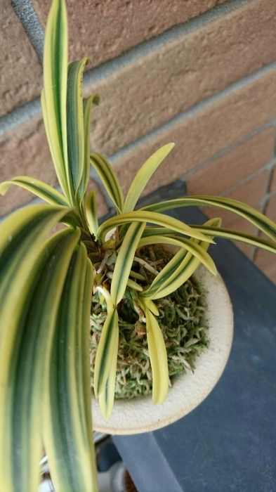 黄玉殿 : □ サムライ オーキッド □ 富貴蘭 セレクトショップ MAIL