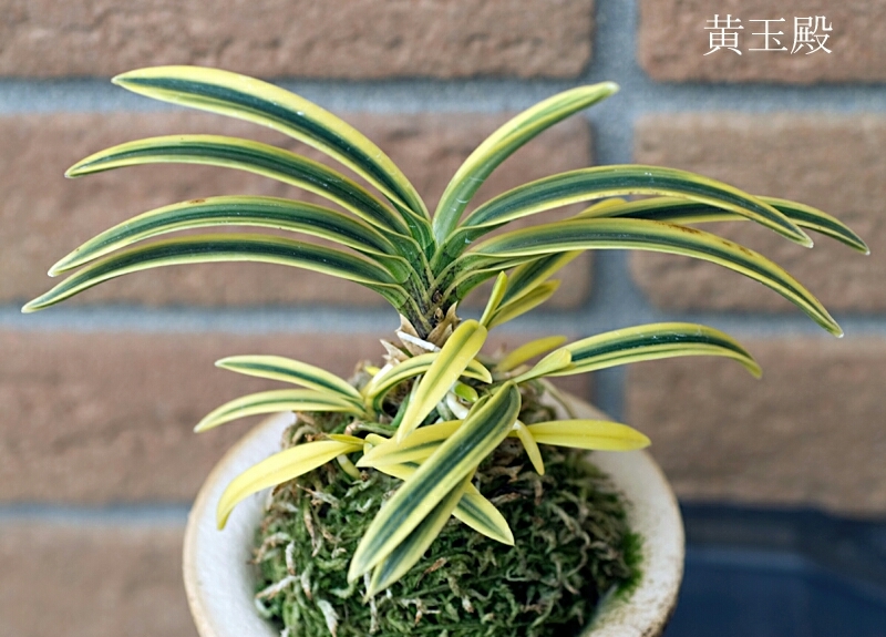 黄玉殿 : □ サムライ オーキッド □ 富貴蘭 セレクトショップ MAIL