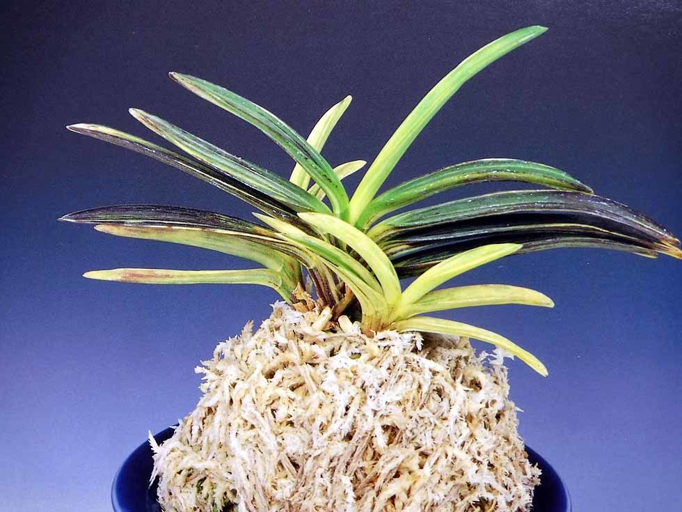 牡丹錦（金牡丹白縞） : 富貴蘭チャンネル