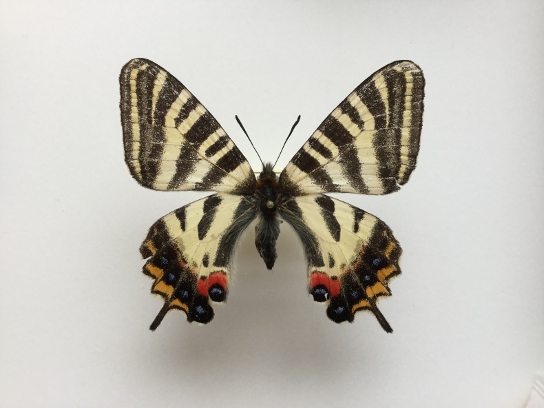 全国のギフチョウ・その1 : しっぽスターの娯楽