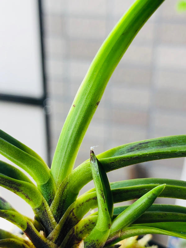 金牡丹黄縞付き黒牡丹No.1 : □ サムライ オーキッド □ 富貴蘭