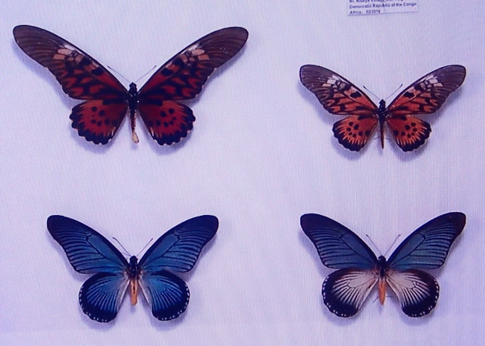 世界の珍蝶 ドルーリオオアゲハ群2019/07/09 : 蝶散歩