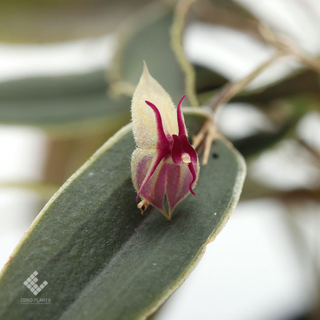 New arrival plants | 新掲載植物 レパンテスっていう可愛い小型着性蘭