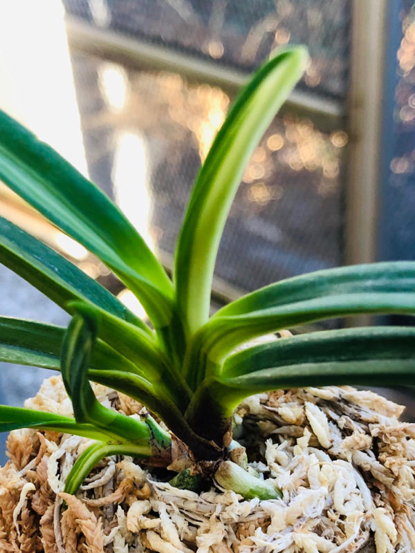 白牡丹 : □ サムライ オーキッド □ 富貴蘭 セレクトショップ MAIL