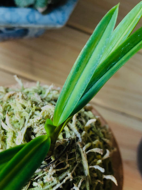 長寿楽 : □ サムライ オーキッド □ 富貴蘭 セレクトショップ MAIL